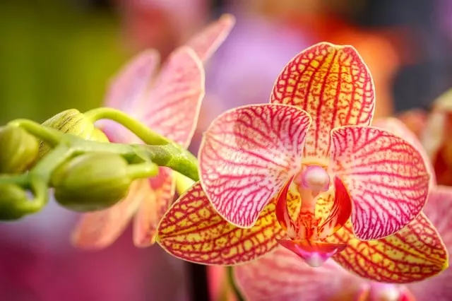 how to get an orchid to bloom again guide
