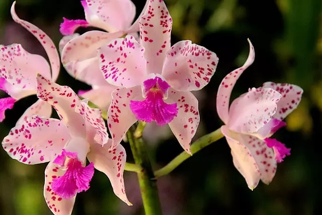 how to get an orchid to bloom again