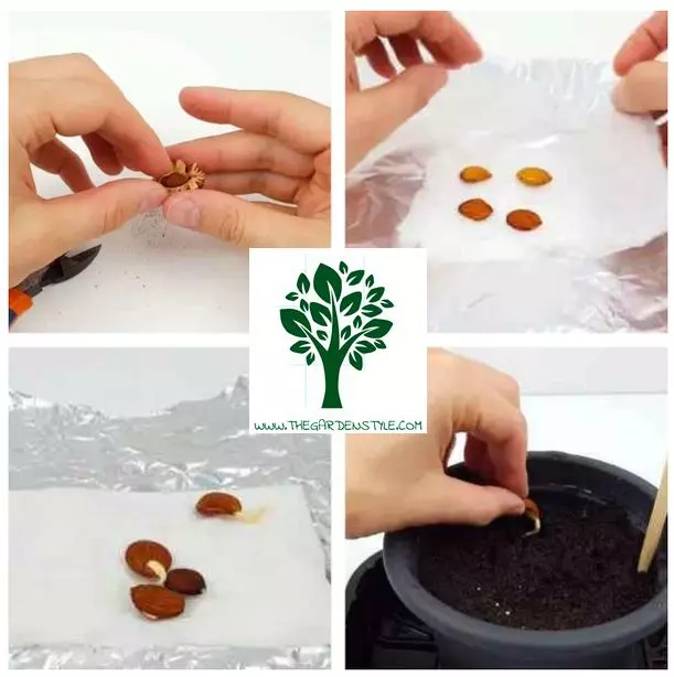 how to grow a peach tree from a pit step by step