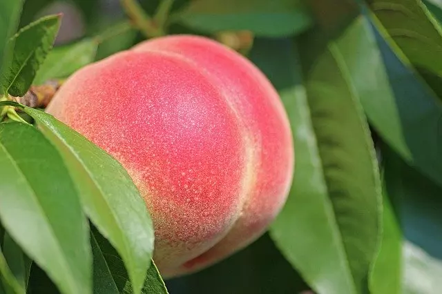 how to grow a peach tree from a pit