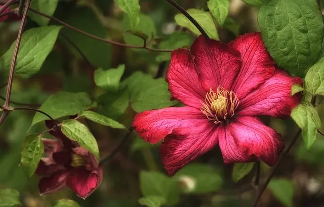 how to grow clematis step by step