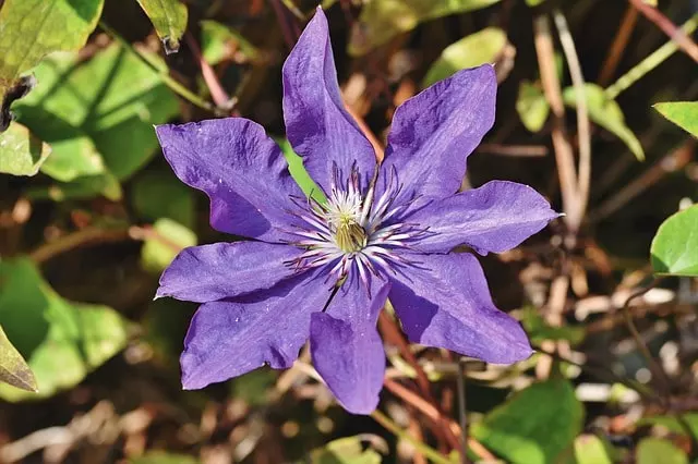 how to grow clematis ultimate guide