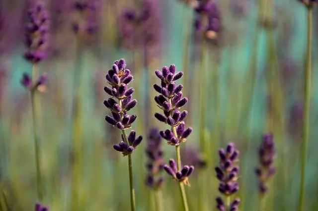 how to propagate lavender