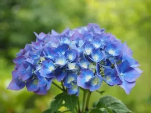 how to repot hydrangeas when and how