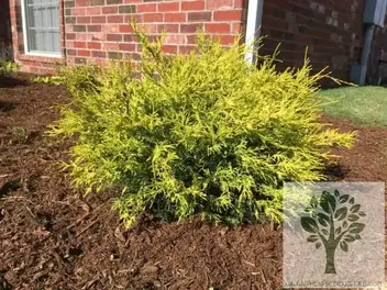 Lemon Cypress Tree Care Guide The, Cypress Tree Care Landscaping Inc