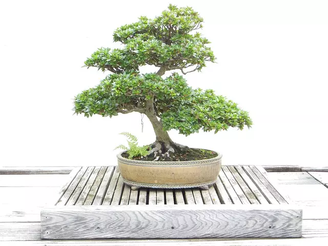 location bonsai tree