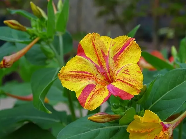 mirabilis jalapa flower