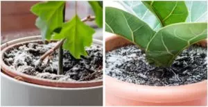 mold on plant soil why it appears and how to eliminate it
