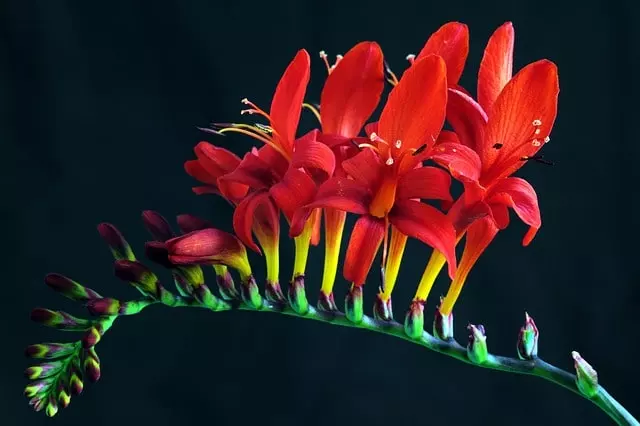 montbretia flower