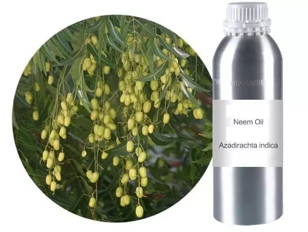 neem oil plant sample