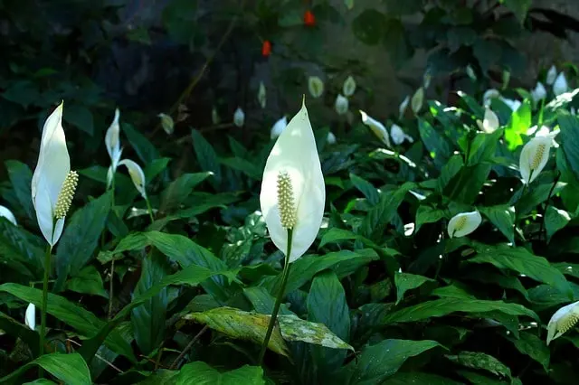 peace lily bulbs