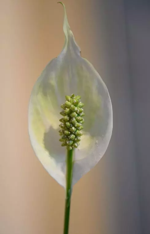 peace lily excess sun