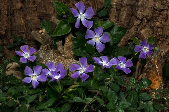pests or diseases vinca How to Grow Vinca from Cuttings?  How To Care for Vinca Flowers. 