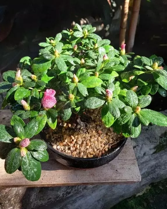 repotting bonsai azalea