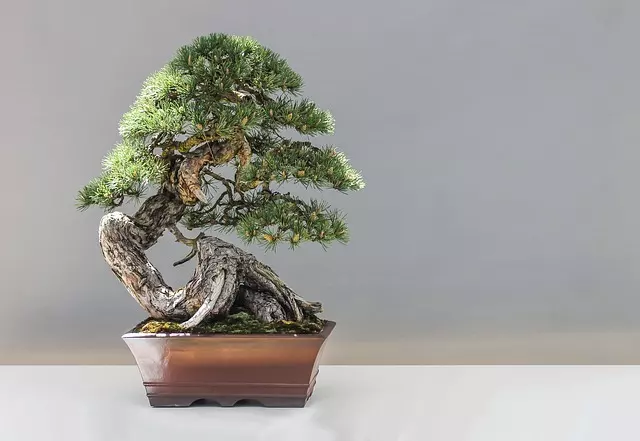 repotting bonsai tree