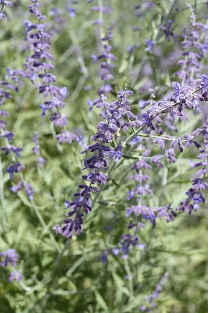 russian sage plant care