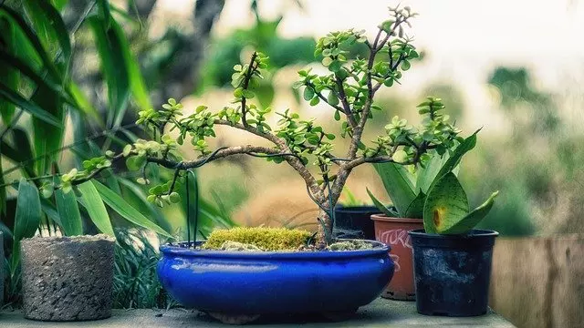 suitable pot bonsai tree care