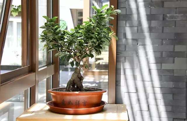 the essense of bonsai