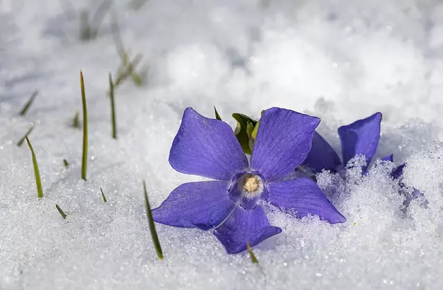 How To Care for Vinca in winter