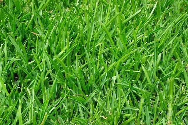 types of lawn fertilizer