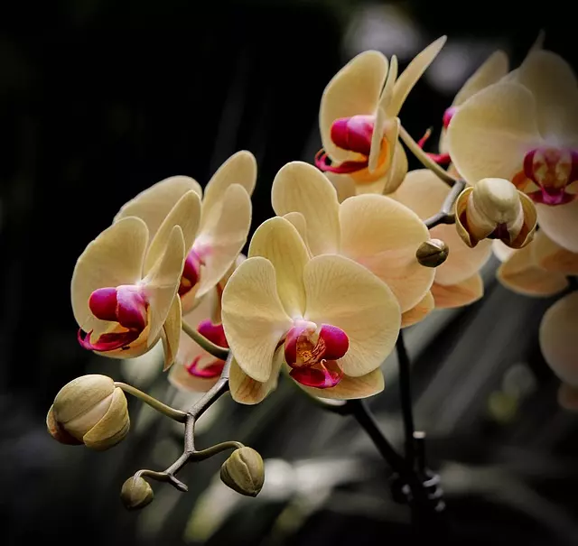 types of substrates for orchids