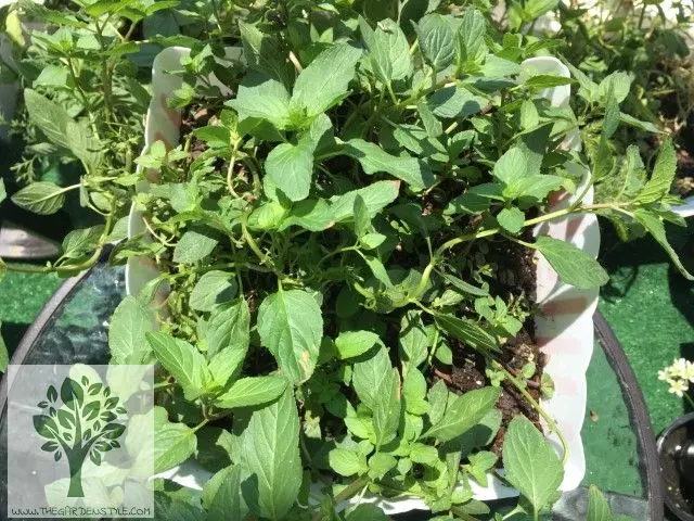 grow mint indoors watering