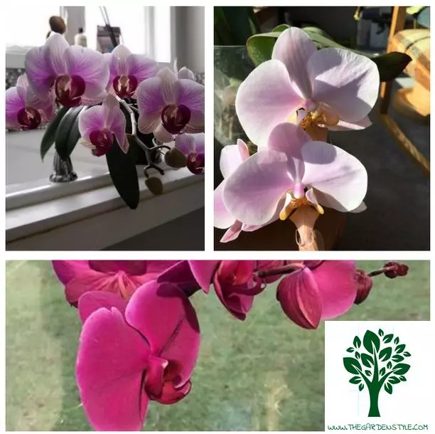 when to fertilize orchids