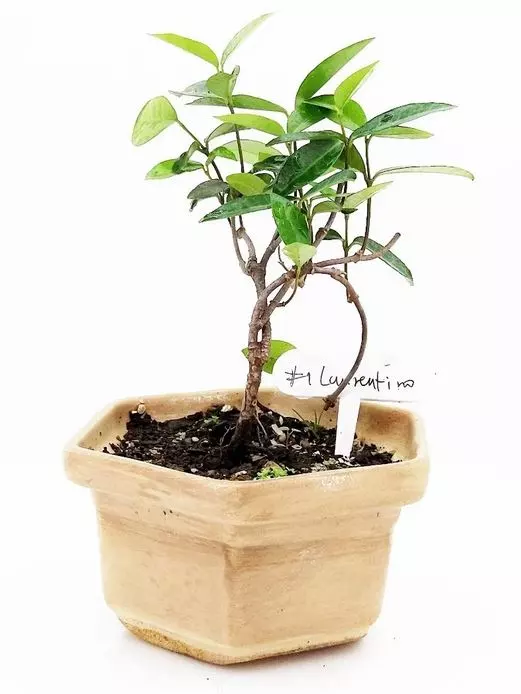 where to buy ficus bonsai tree