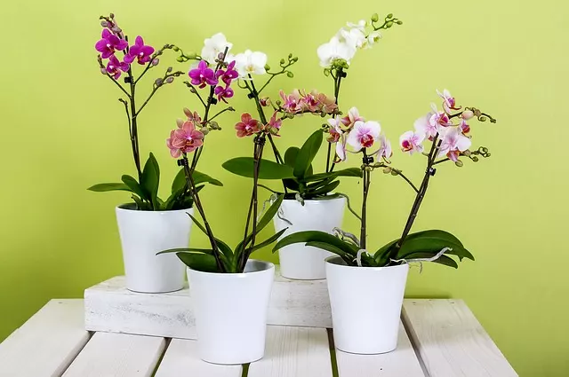 where to buy soil for orchids