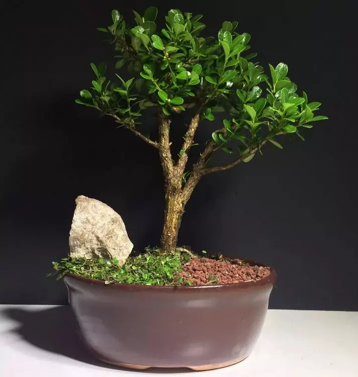 wiring ficus bonsai
