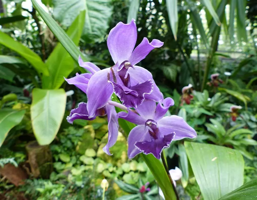 acacallis cyanea colombian orchids
