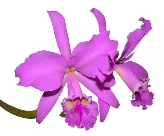 cattleya gaskelliana venezuelan orchids