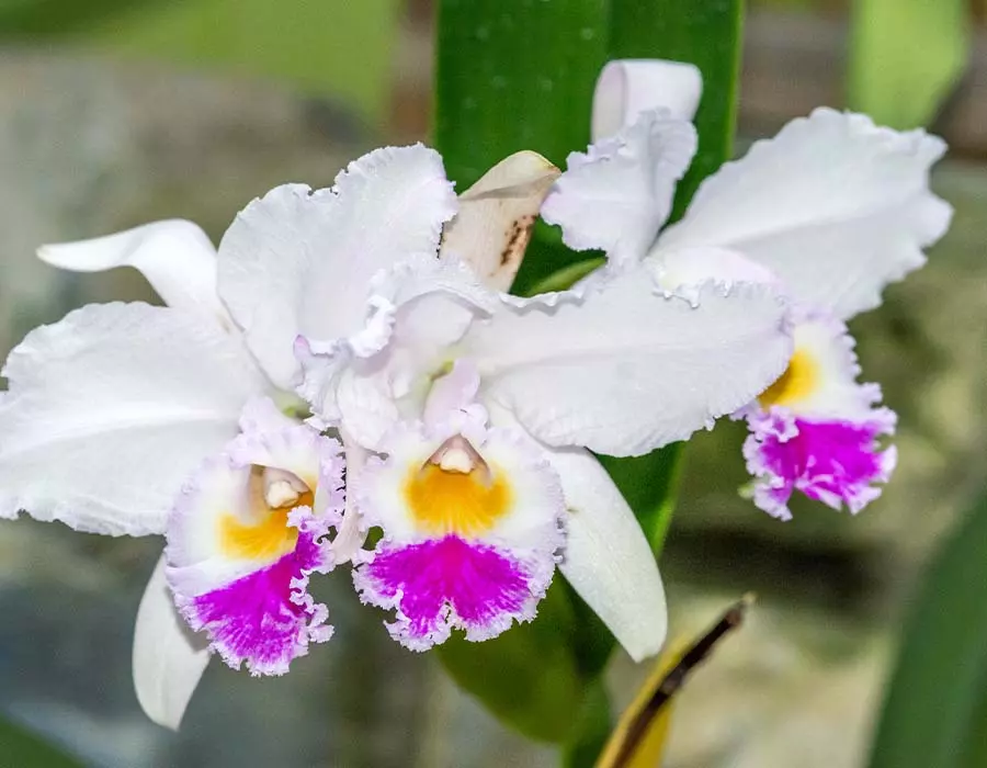 cattleya quadricolor colombian orchid