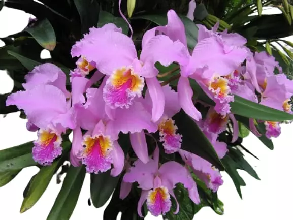 characteristics mexican orchids