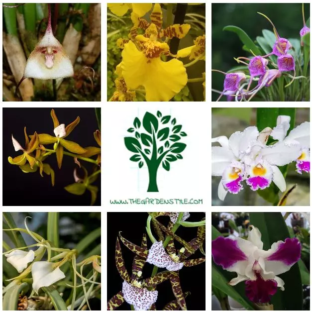 colombian orchids the most complete guide