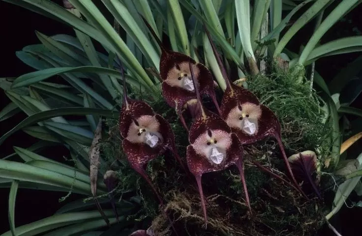 cultivation of monkey face orchids