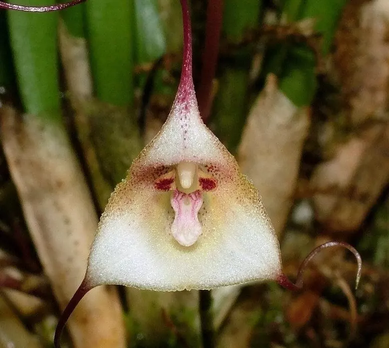 dracula platycrater colombianorchid