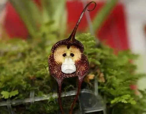 Monkey Face Orchid Ngcb1