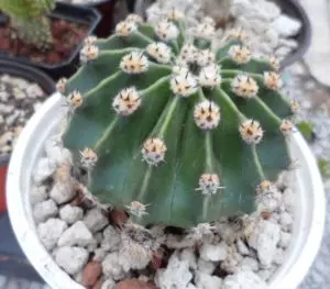 echinopsis oxygona easter lily cactus guide