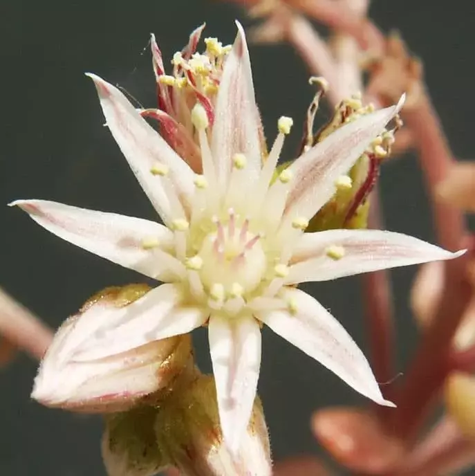 flowering aeonium kiwi