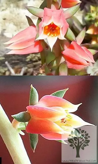 flowering echeveria
