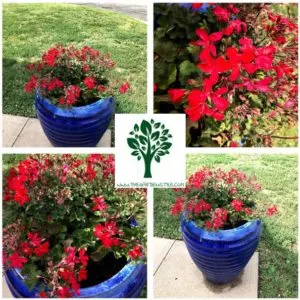 how to care for potted geraniums easy guide
