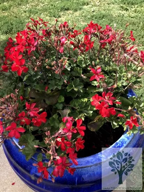 how to care for potted geraniums 