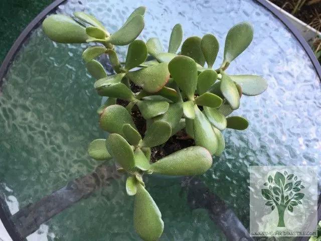 how to care jade plant