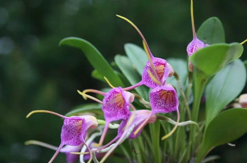 how to grow colombian orchids
