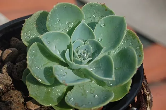 how to grow echeveria by seeds