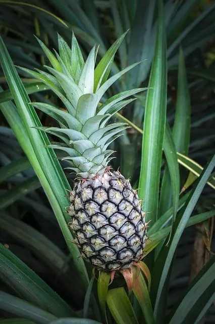 how to grow pineapple at home