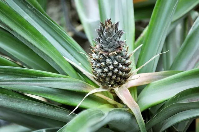 how to harvest pineapples