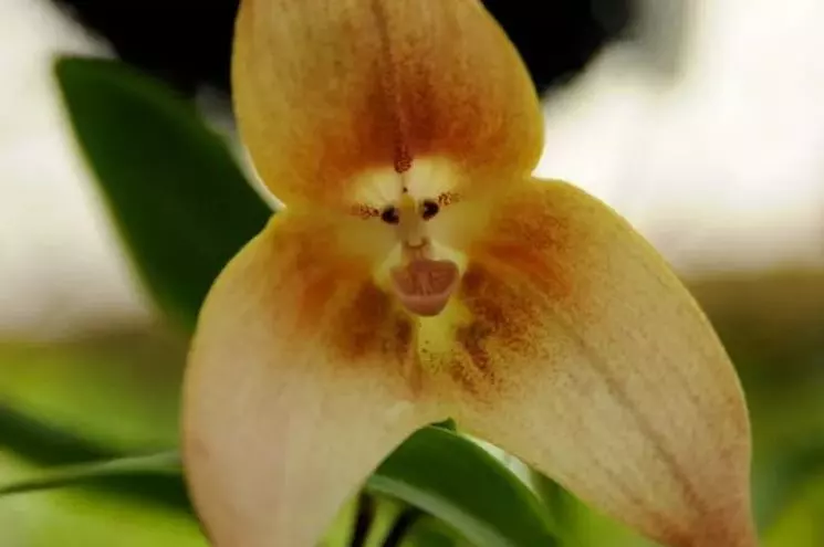 how to plant monkey face orchid seeds
