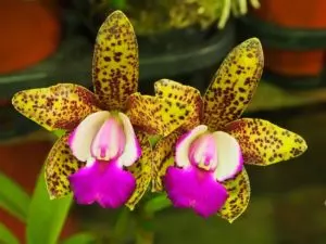 how to propagate an orchid ultimate guide